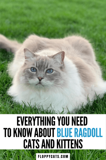 Blue Ragdoll Cats & Kittens: Classic Colorpoint Elegance