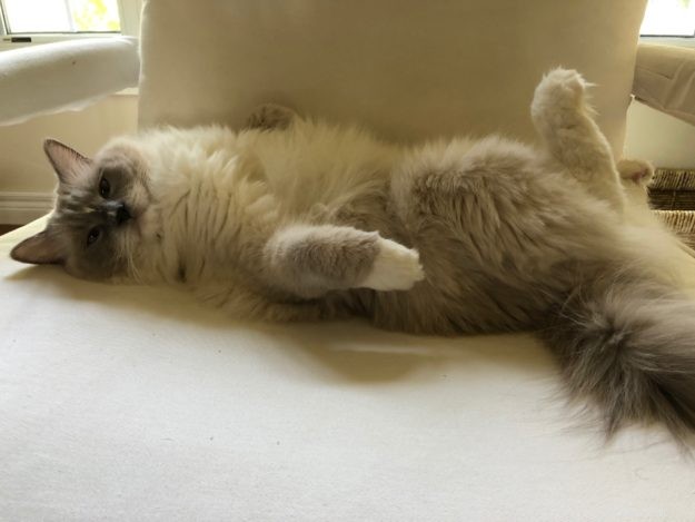 Meet Duffy: Blue‑Mitted Ragdoll Cat Spotlight of the Week