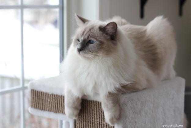 Meet Duffy: Blue‑Mitted Ragdoll Cat Spotlight of the Week