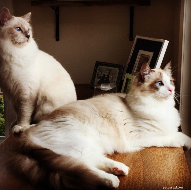 Meet Duffy: Blue‑Mitted Ragdoll Cat Spotlight of the Week