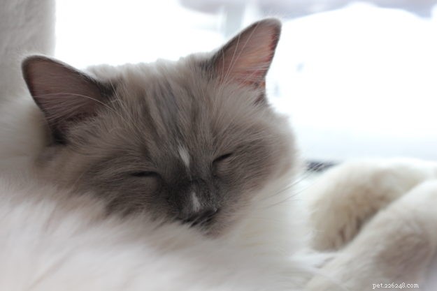 Meet Duffy: Blue‑Mitted Ragdoll Cat Spotlight of the Week