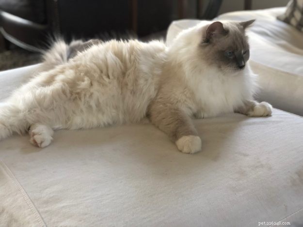 Meet Duffy: Blue‑Mitted Ragdoll Cat Spotlight of the Week