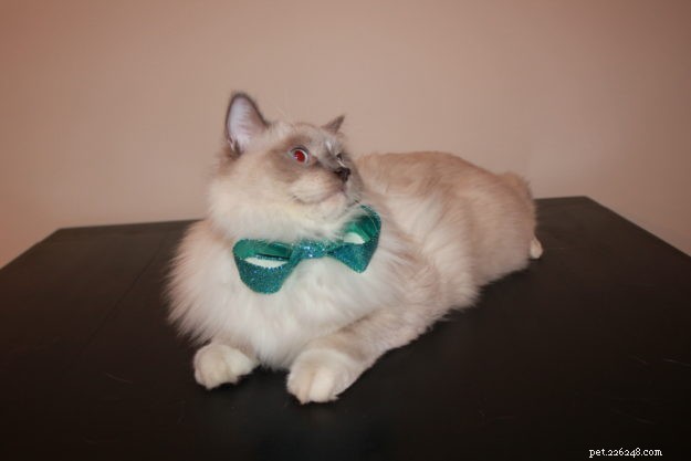 Meet Duffy: Blue‑Mitted Ragdoll Cat Spotlight of the Week