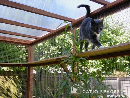 Balcony Catios: A Safe Outdoor Space for Your Feline Companion