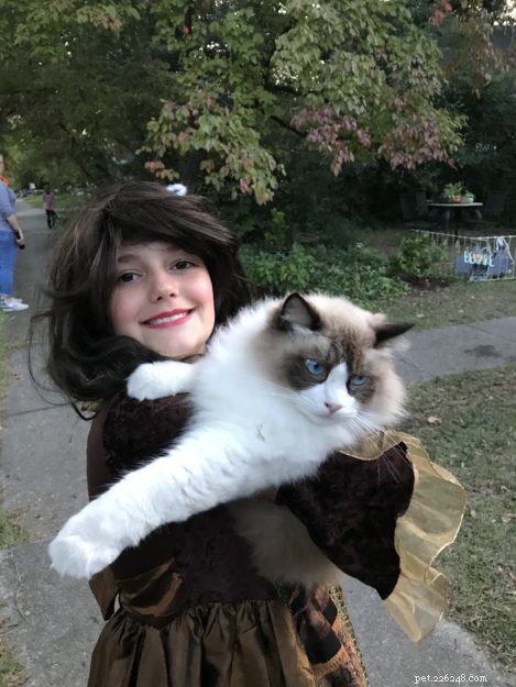 Juniper & Rags: The Story of a Seal‑Bicolor Ragdoll Cat