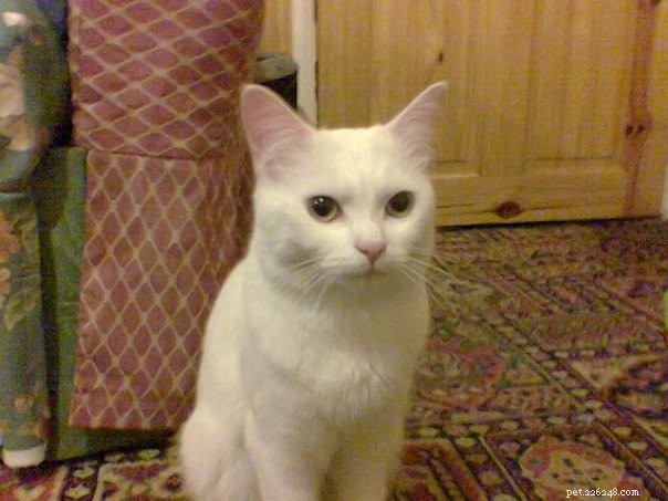Tigger: The Adorable Floppy‑Cat Star of the Week