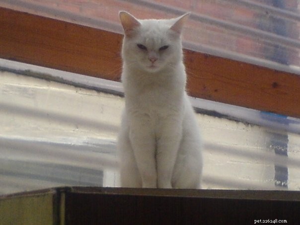 Tigger: The Adorable Floppy‑Cat Star of the Week