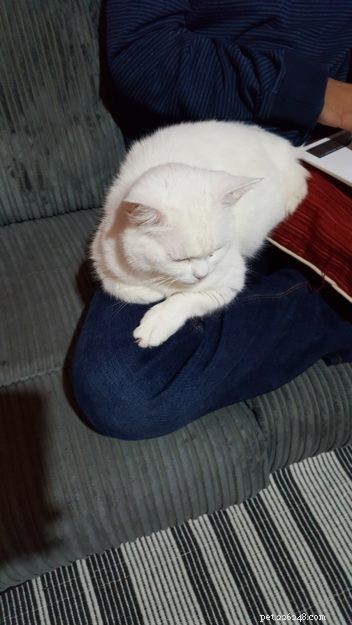 Tigger: The Adorable Floppy‑Cat Star of the Week