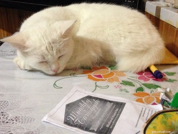 Tigger: The Adorable Floppy‑Cat Star of the Week