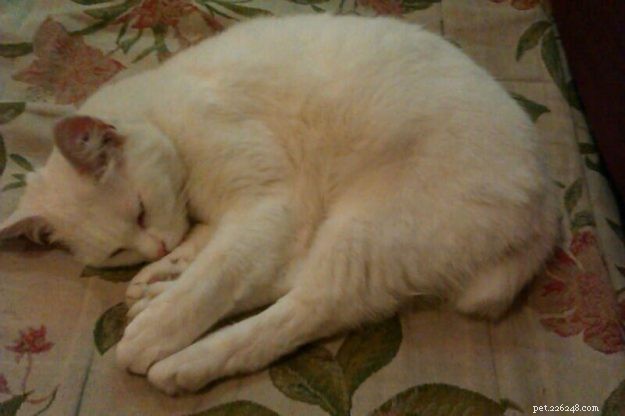 Tigger: The Adorable Floppy‑Cat Star of the Week