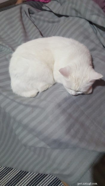 Tigger: The Adorable Floppy‑Cat Star of the Week