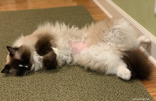 Emergency Vet Visit for Ragdoll Cat Charlie at Mission Veterinary – July 25, 2019