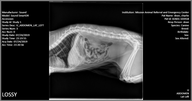 Emergency Vet Visit for Ragdoll Cat Charlie at Mission Veterinary – July 25, 2019