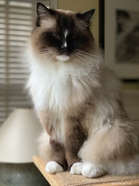 Emergency Vet Visit for Ragdoll Cat Charlie at Mission Veterinary – July 25, 2019