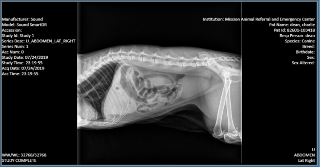 Emergency Vet Visit for Ragdoll Cat Charlie at Mission Veterinary – July 25, 2019