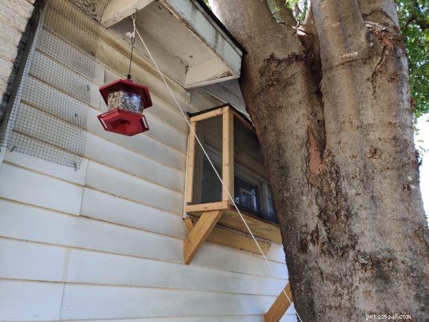 DIY Guide: Build a Safe Catio for Your Cat