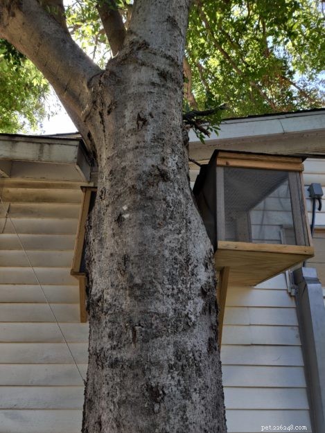 DIY Guide: Build a Safe Catio for Your Cat