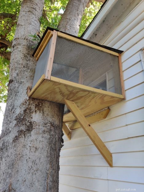 DIY Guide: Build a Safe Catio for Your Cat