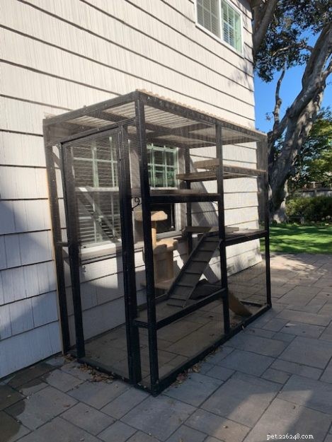DIY Guide: Build a Safe Catio for Your Cat