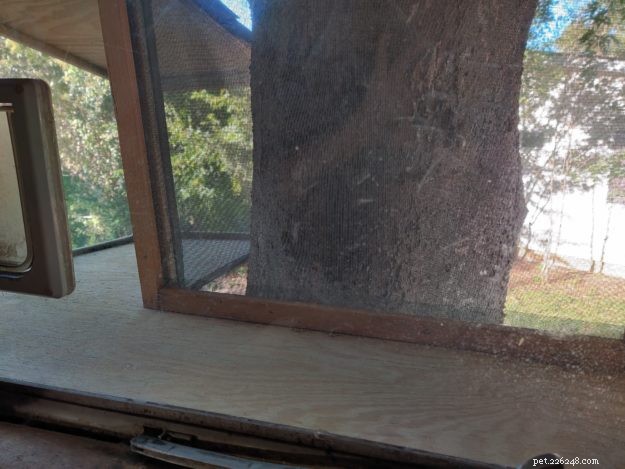 DIY Guide: Build a Safe Catio for Your Cat