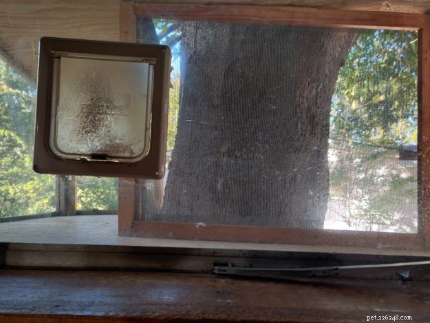 DIY Guide: Build a Safe Catio for Your Cat