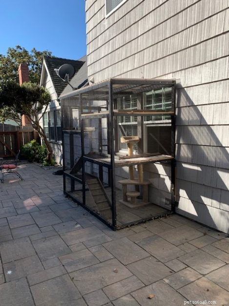 DIY Guide: Build a Safe Catio for Your Cat