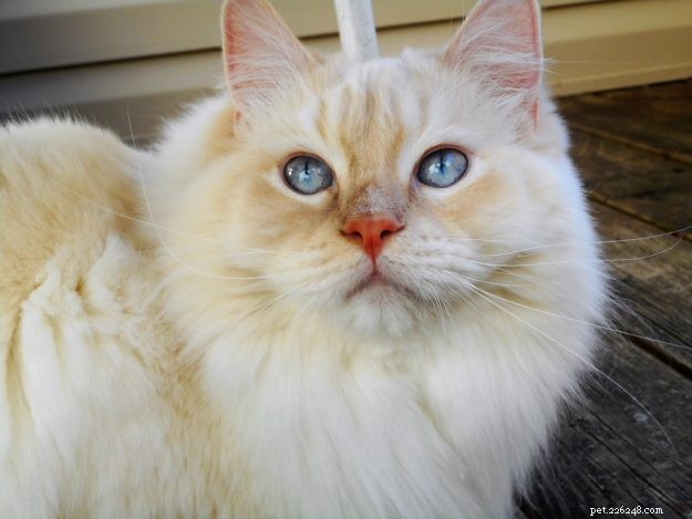 Meet Misha: The Ragdoll Star of the Week