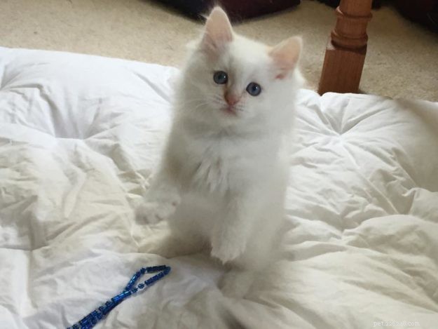 Meet Misha: The Ragdoll Star of the Week