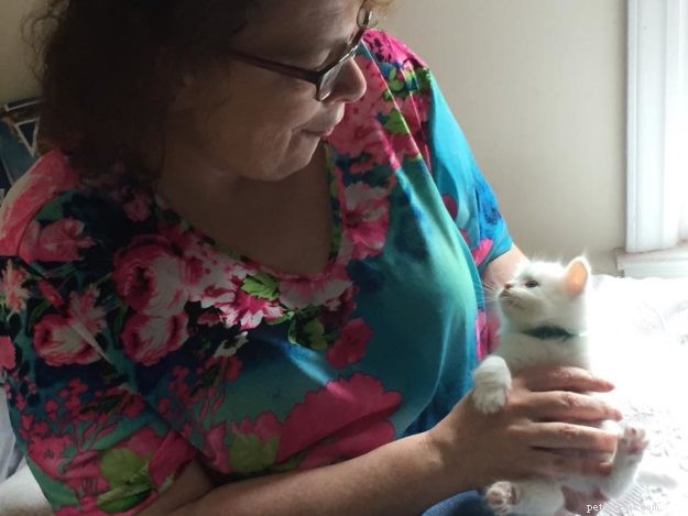 Meet Misha: The Ragdoll Star of the Week