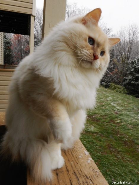 Meet Misha: The Ragdoll Star of the Week