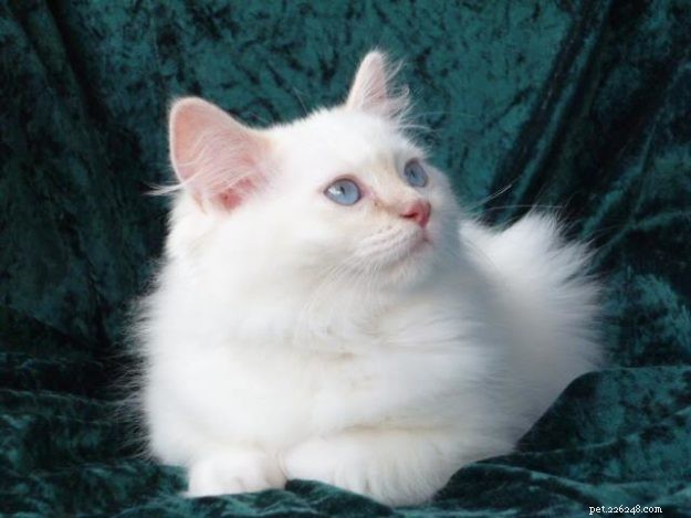 Meet Misha: The Ragdoll Star of the Week
