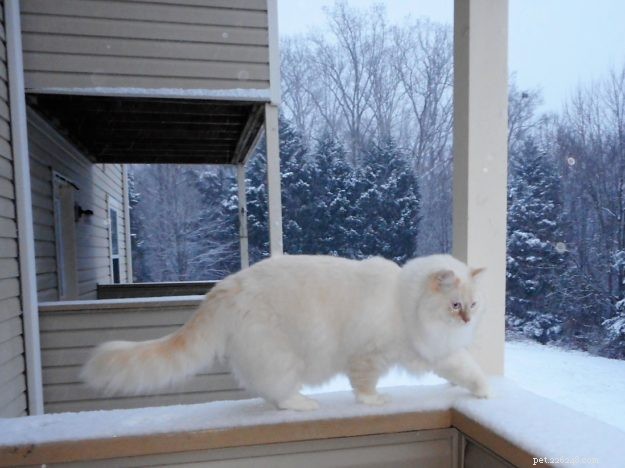 Meet Misha: The Ragdoll Star of the Week