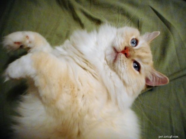 Meet Misha: The Ragdoll Star of the Week