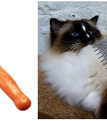 Understanding Color Changes in Ragdoll Cats: Causes and Care Tips
