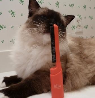 Understanding Color Changes in Ragdoll Cats: Causes and Care Tips