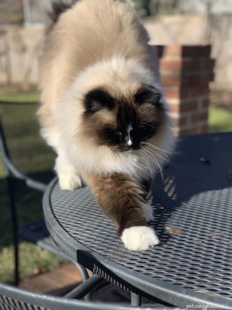 Stop Your Cat from Scratching Your Couch: Proven Solutions