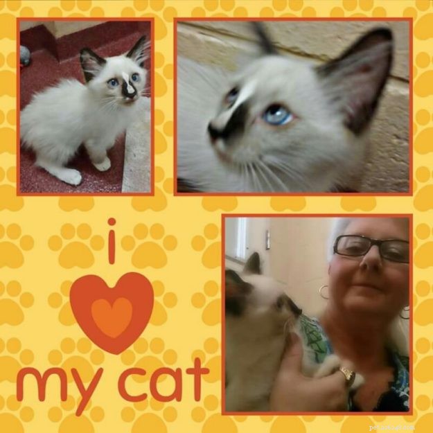 Kloud: A Heartwarming Ragdoll Rescue Tale