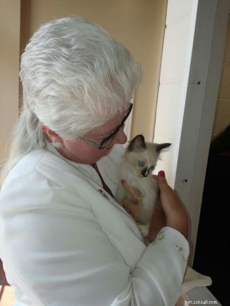Kloud: A Heartwarming Ragdoll Rescue Tale