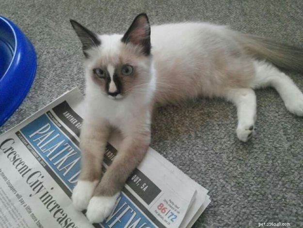 Kloud: A Heartwarming Ragdoll Rescue Tale