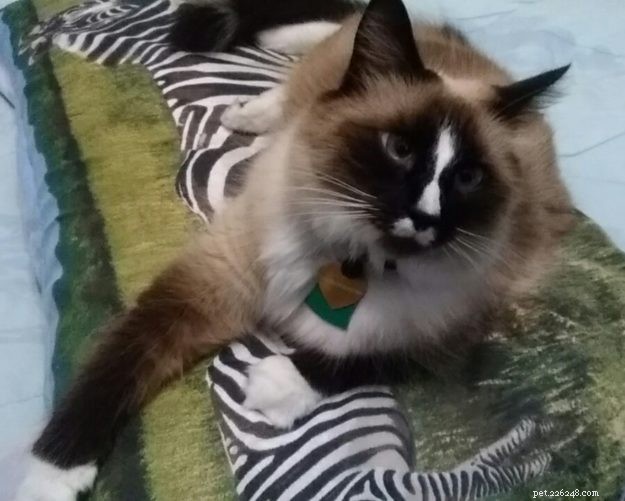 Kloud: A Heartwarming Ragdoll Rescue Tale