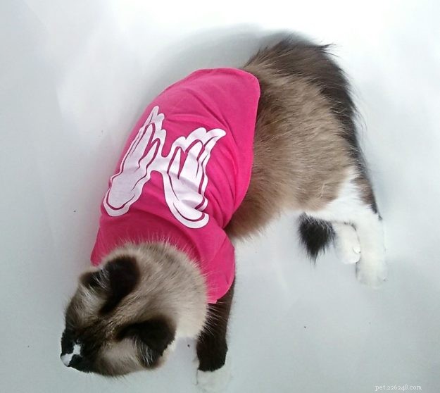 Kloud: A Heartwarming Ragdoll Rescue Tale