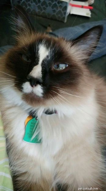 Kloud: A Heartwarming Ragdoll Rescue Tale