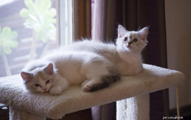 Dickens & Purrcival: The Ragdoll Duo Bringing Joy to Our Home