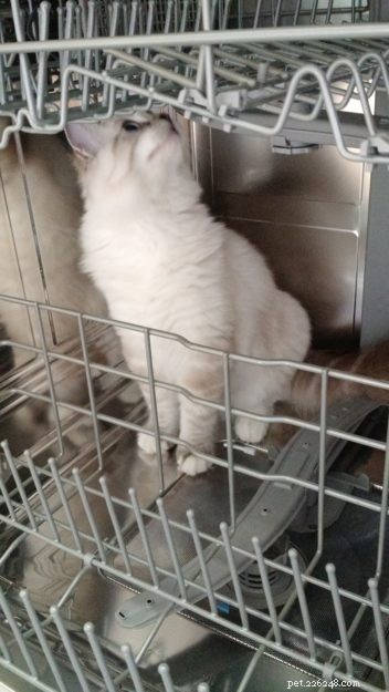 Dickens & Purrcival: The Ragdoll Duo Bringing Joy to Our Home