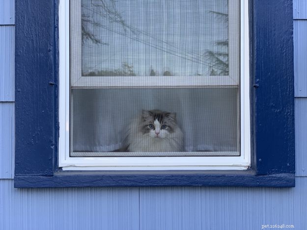 Dickens & Purrcival: The Ragdoll Duo Bringing Joy to Our Home