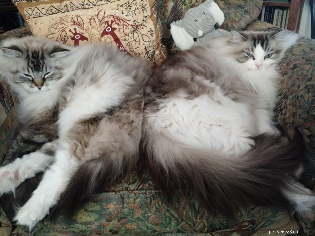 Dickens & Purrcival: The Ragdoll Duo Bringing Joy to Our Home