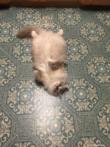 Dickens & Purrcival: The Ragdoll Duo Bringing Joy to Our Home