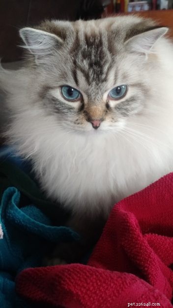 Dickens & Purrcival: The Ragdoll Duo Bringing Joy to Our Home