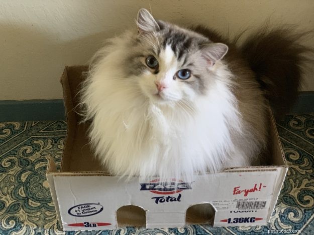 Dickens & Purrcival: The Ragdoll Duo Bringing Joy to Our Home