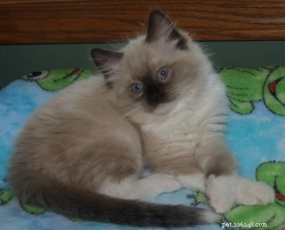 Ragdoll Cats with White-Tipped Tails: A Charming Photo Collection
